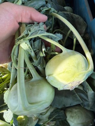 🥦 OD ZÍTRA NA VRÁTNICI – ČERSTVÁ ZELENINA Z NAŠICH POLÍ 🥬 Zítra u nás na vrátnici seženete čerstvý květák, kedlubny a od...